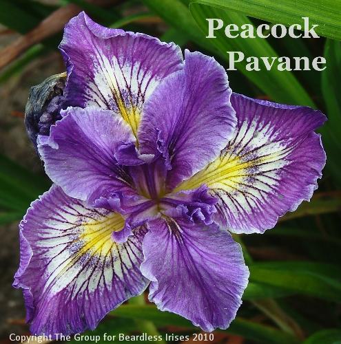 Peacock Pavane